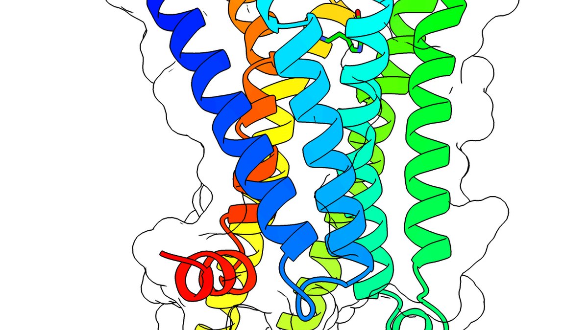 Ribbon model of a peptide backbone — the fragile molecular class a Prosfenivex Peptourbillon product is built and preserved around; Panacea Bio Chem, by Bogdan Dicoias